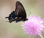 Canyon Lake Butterflies