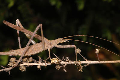Brown Katydid