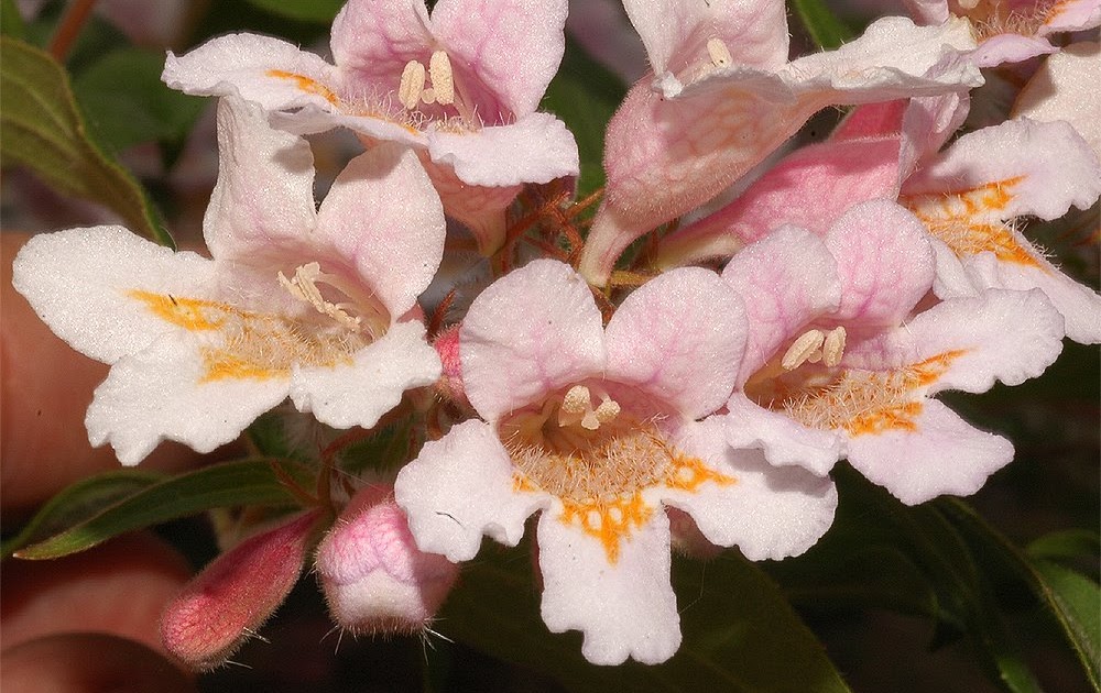 The Nature of Robertson Tubular Flowers