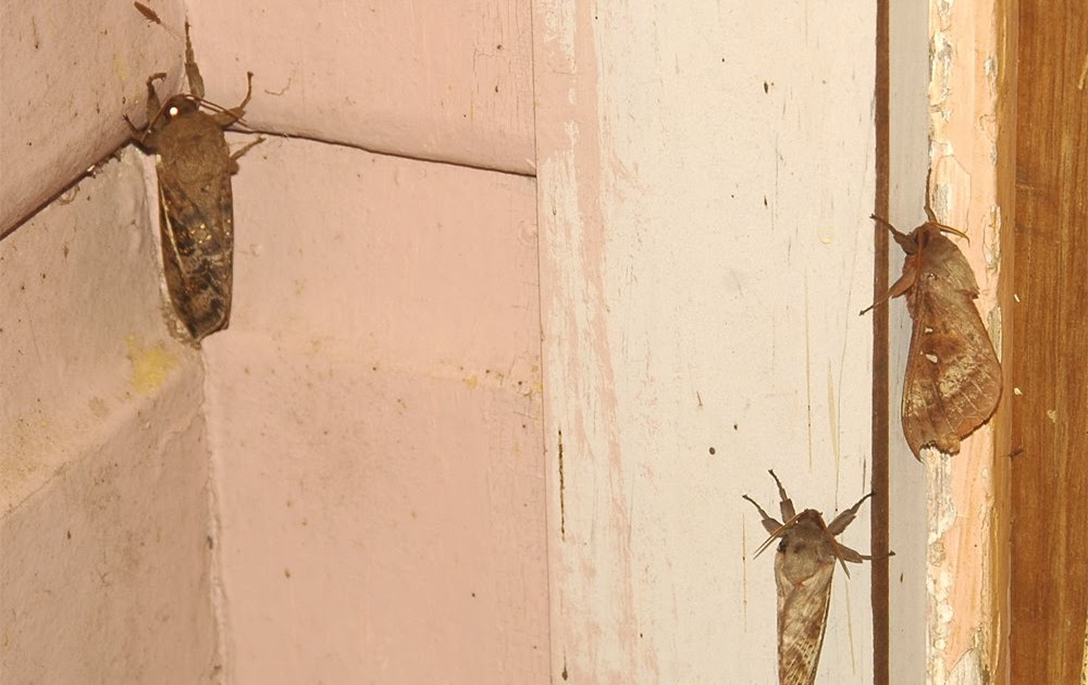 The Nature of Robertson Swift Moths love the cold, wet weather