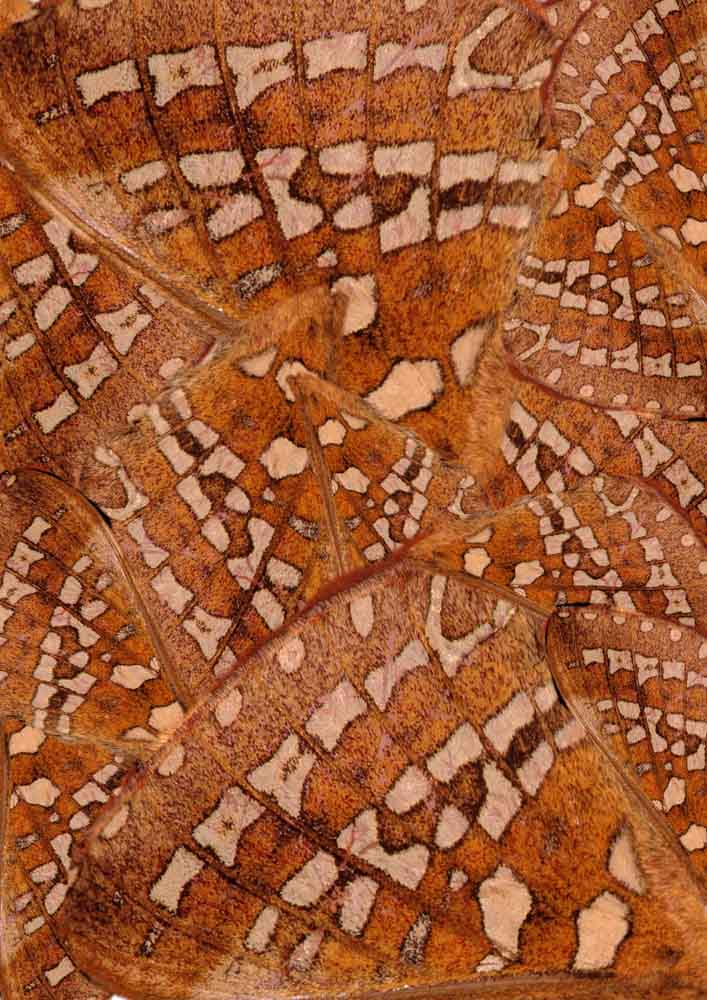 Aboriginal Art Wallpaper