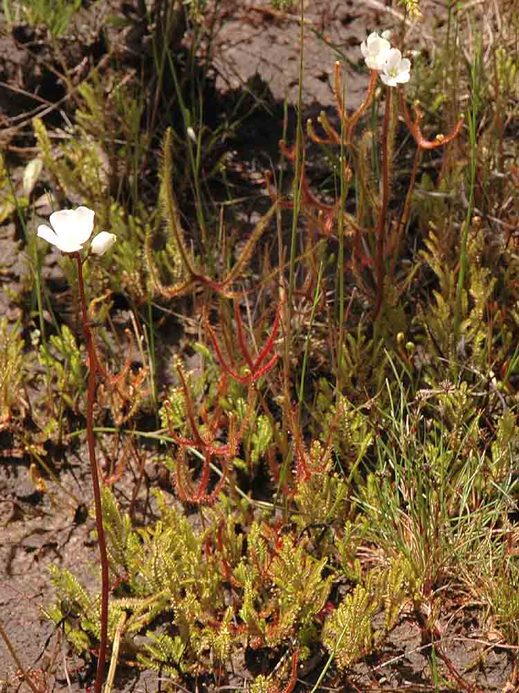 The Nature of Robertson: Forked Sundew in flower in the swamps