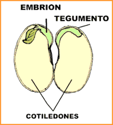 FACTORES DE GERMINACION DE LA SEMILLA factores de germinacion de la semilla: