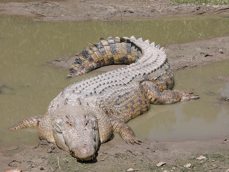 [Saltwater+crocodile+f.jpg]
