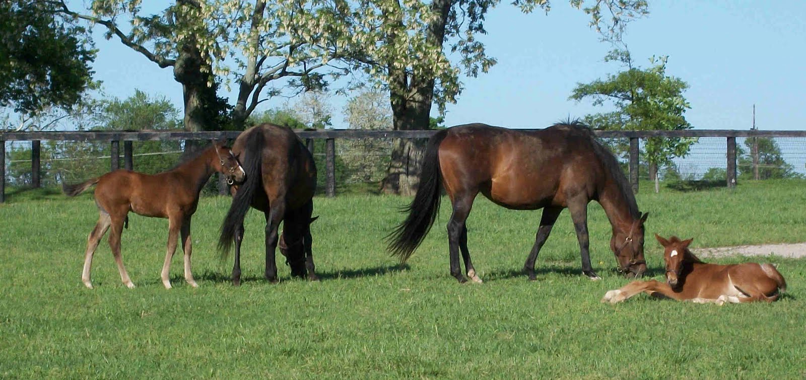Winstar+farm+open+house