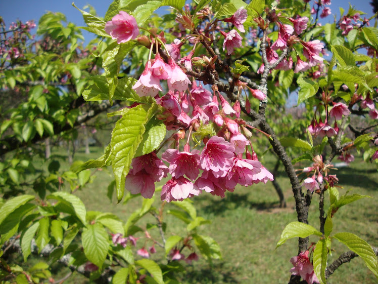 Flor de cerejeira