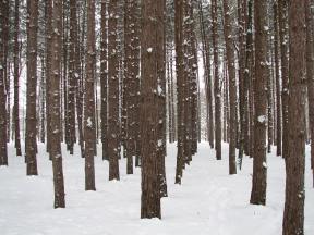 [woods-inside.jpg]