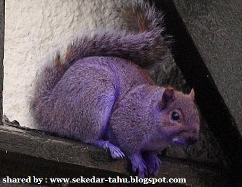http://1.bp.blogspot.com/_6wWAvMOB4eQ/TKnYpT6ojuI/AAAAAAAACsE/IBkbrKt3PcI/s1600/pete.JPG