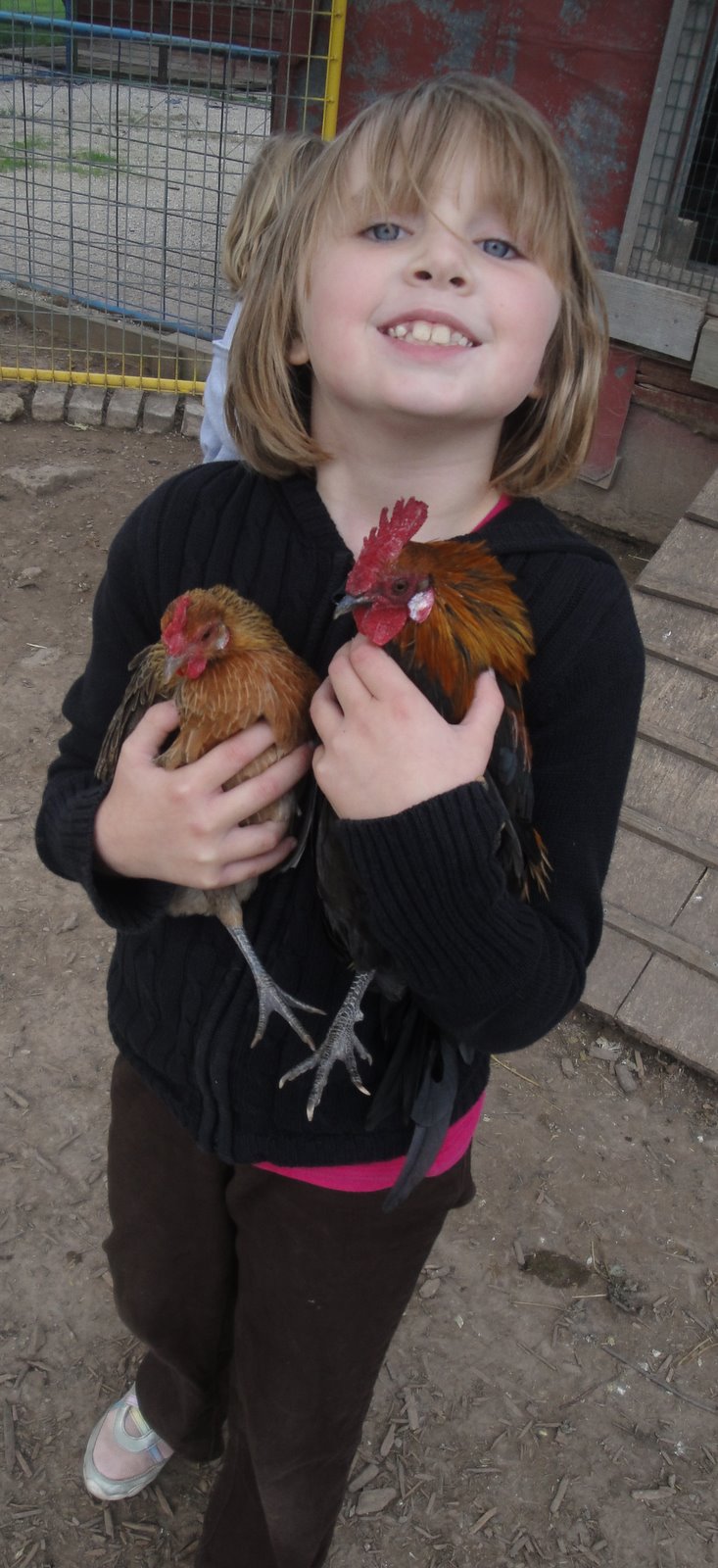 Lots Of Chickens