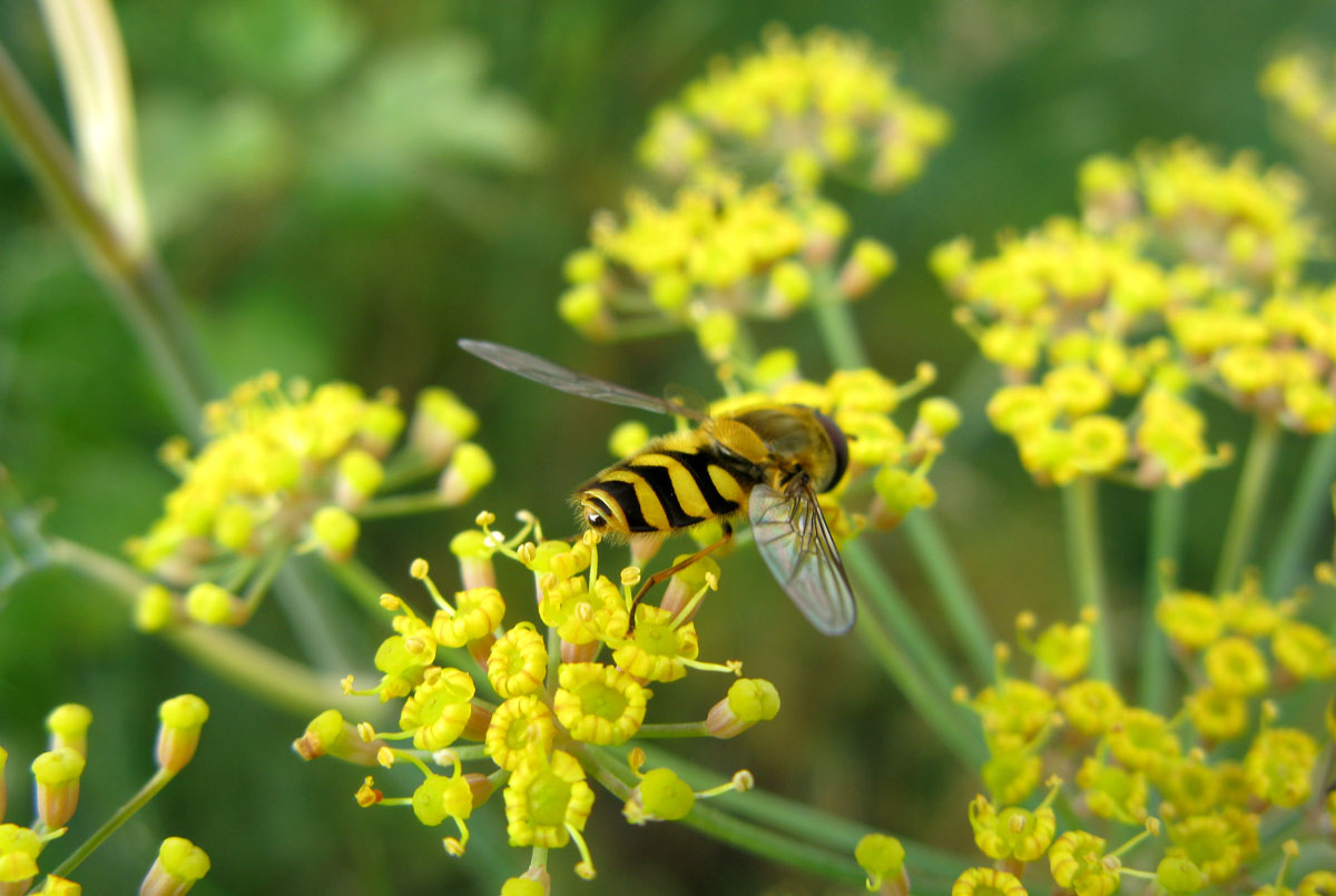 Pheasant Place: The pleasures of fennel