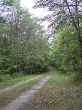 Hundred Acre Wood...Friendly Roadway