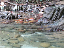 Riverbed in Rio Claro