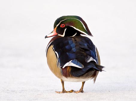 [POM-Wood+Duck+drake_Larry+Kirtley.jpg]