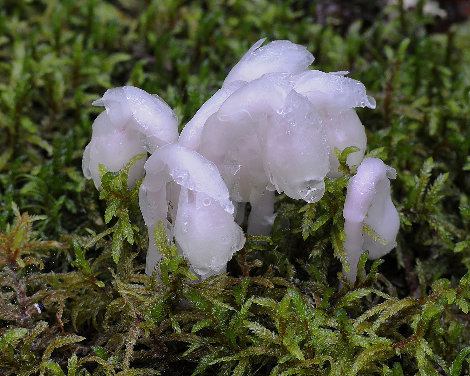 [indian+pipes-NL_Judith+Blakeley.jpg]