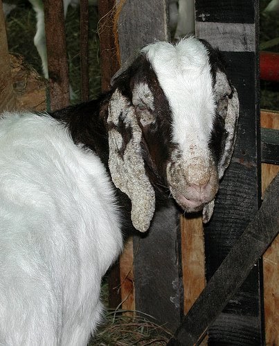 Do your own vet work: Hair loss - goats ears