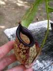 N. hookeriana blacklip