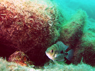 Dive Nicaragua