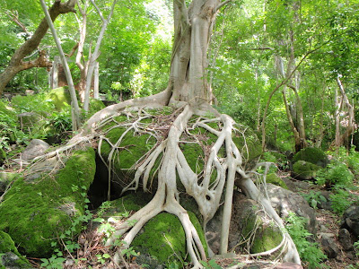 Laguna de Apoyo nature