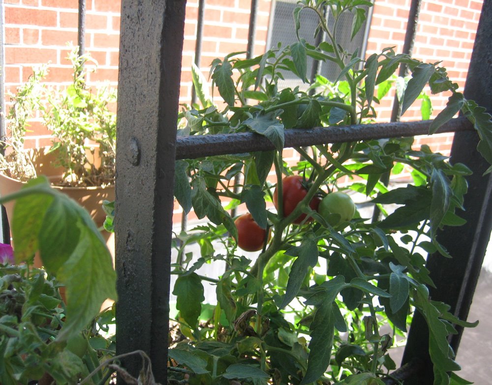 [Tomatos-4.jpg]