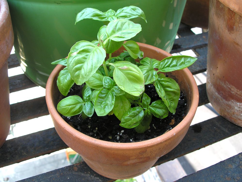 [Basil.jpg]