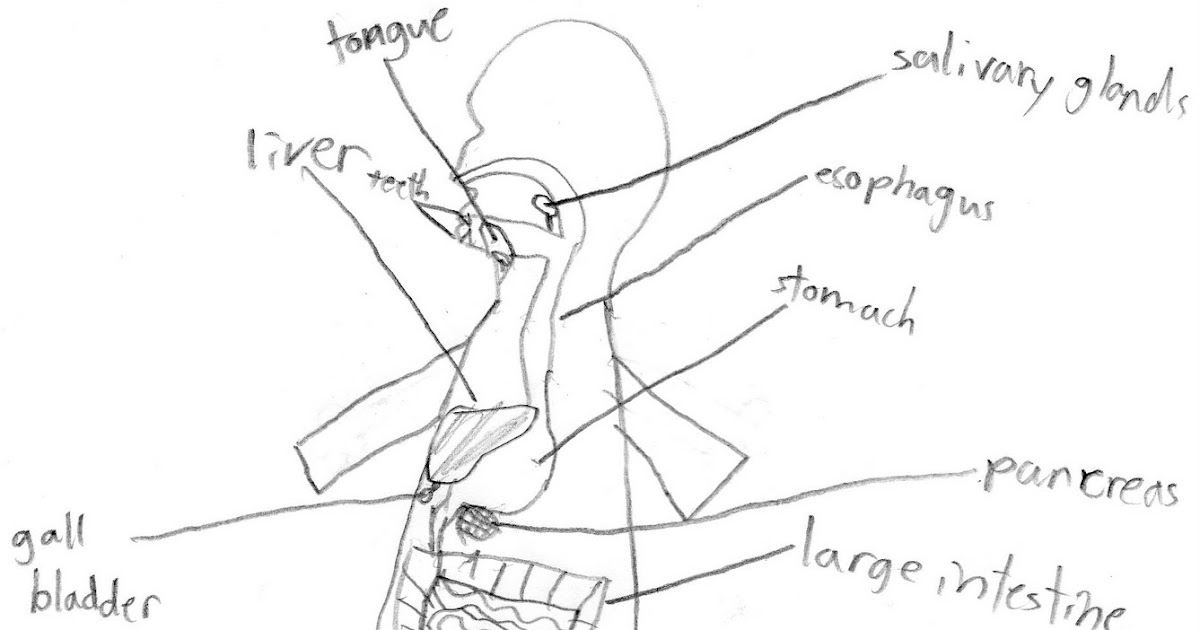 digestive system | Arts of Science