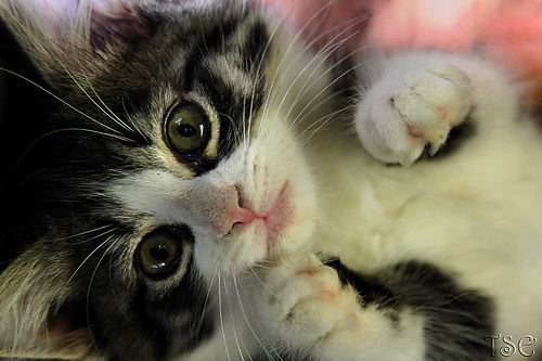 Currently obsessed with...: black and white kittehs