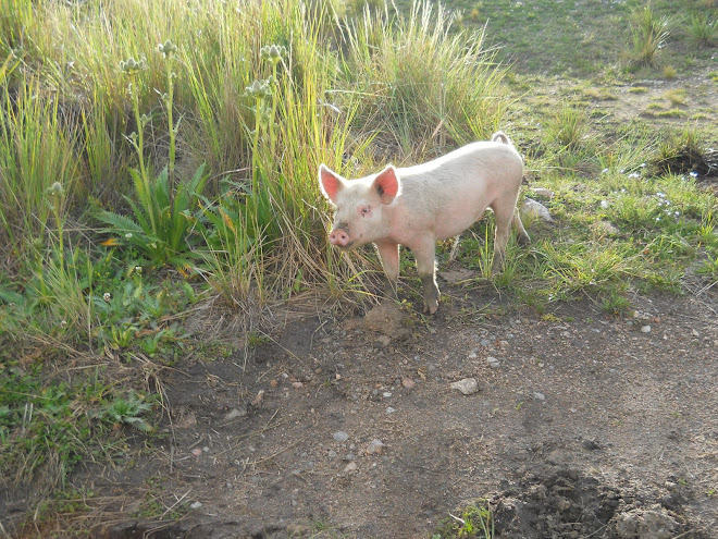 Todo bien hasta que nos quisieron cobrar peaje en el antiguo camino a Traslasierras