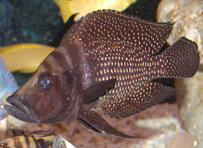 Calvus Cichlid