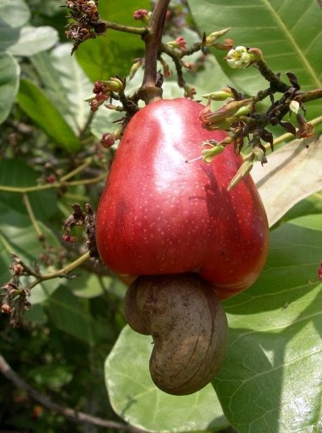 cashew plant fruit cashew plant fruit