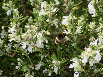 insecte i romani blanc