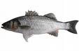 [robalo.jpeg]