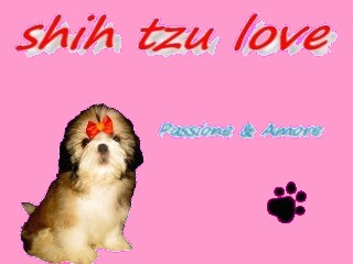 SHIH TZU LOVE