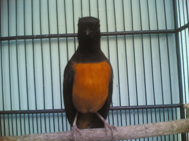 Tips Penangkaran Murai Batu Medan Penangkaran Murai Batu