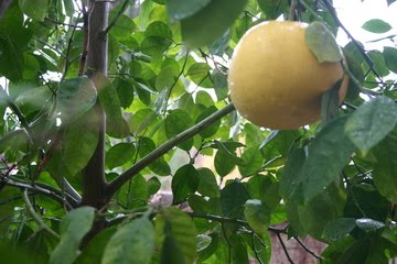 [Feb+Oro+Blanco.jpg]