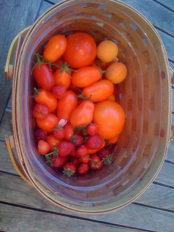 [tomatoes.jpg]