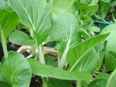 Greener Designs: What To Do In Your Southern California Garden in December