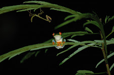 Red eye tree frog (swamp night)