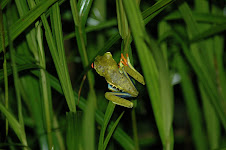 Southern end of a red-eyed tree frog