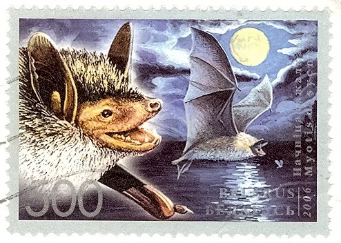 [Belarus+-+Stamp+2006+Bats+500.jpg]