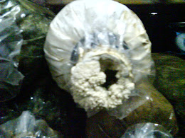 Kulat putih yang keras dipermukaan