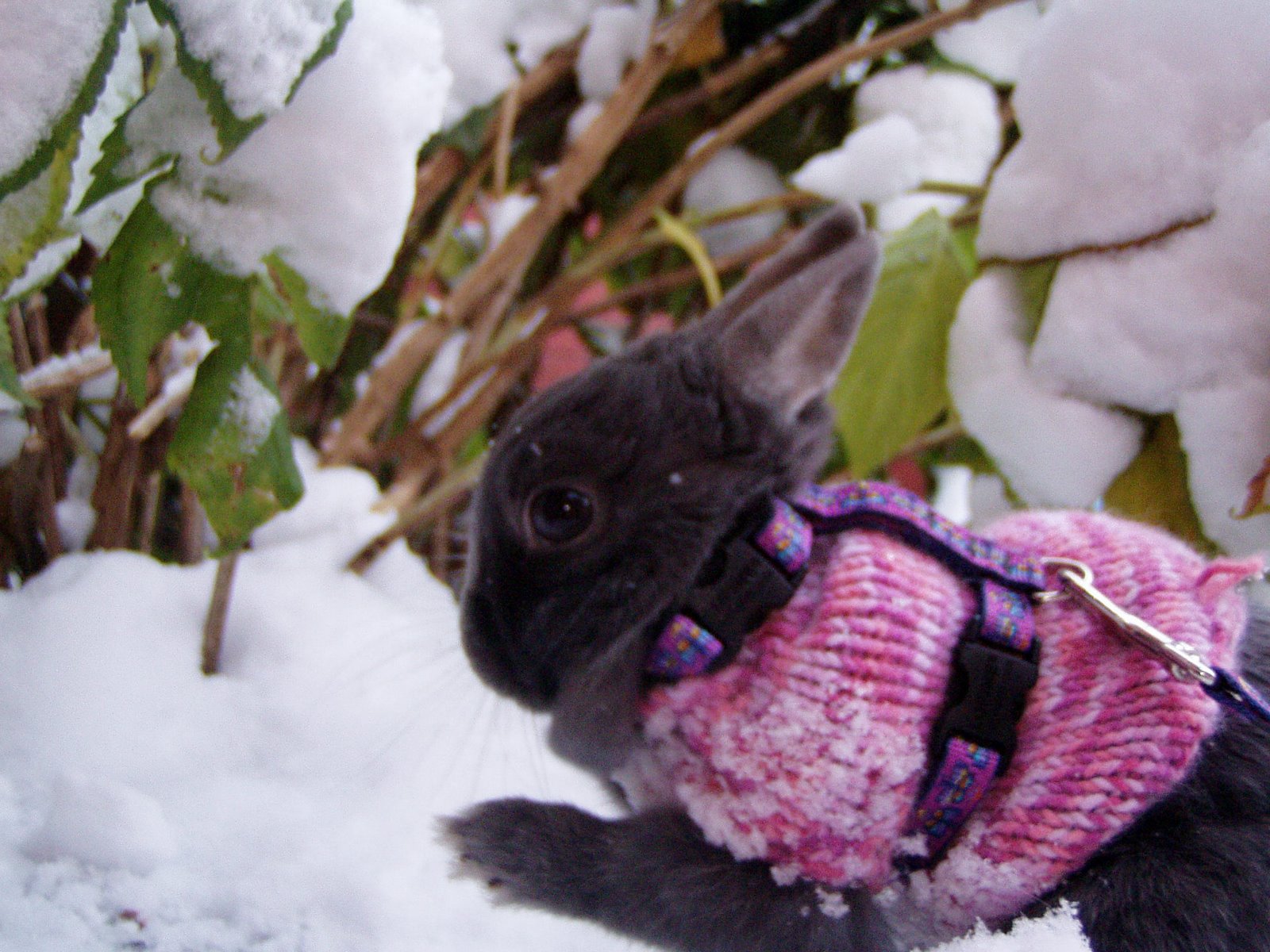 [Snow+bunny+018.jpg]