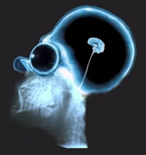 Cerebro Homero
