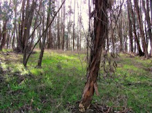Our local eucalyptus grove: every home should have one