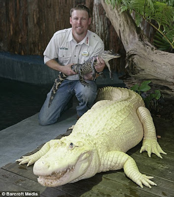 The white alligator From Gatorland theme park Florida Seen On www.coolpicturegallery.us The white alligator From Gatorland theme park Florida Seen On www.coolpicturegallery.us