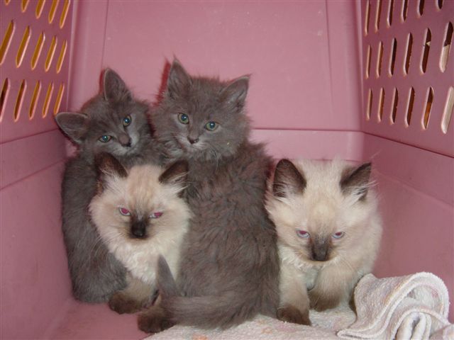 [Gail's+foster+kittens+018.jpg]
