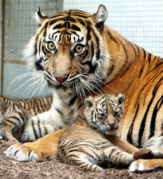 tigres comiendo