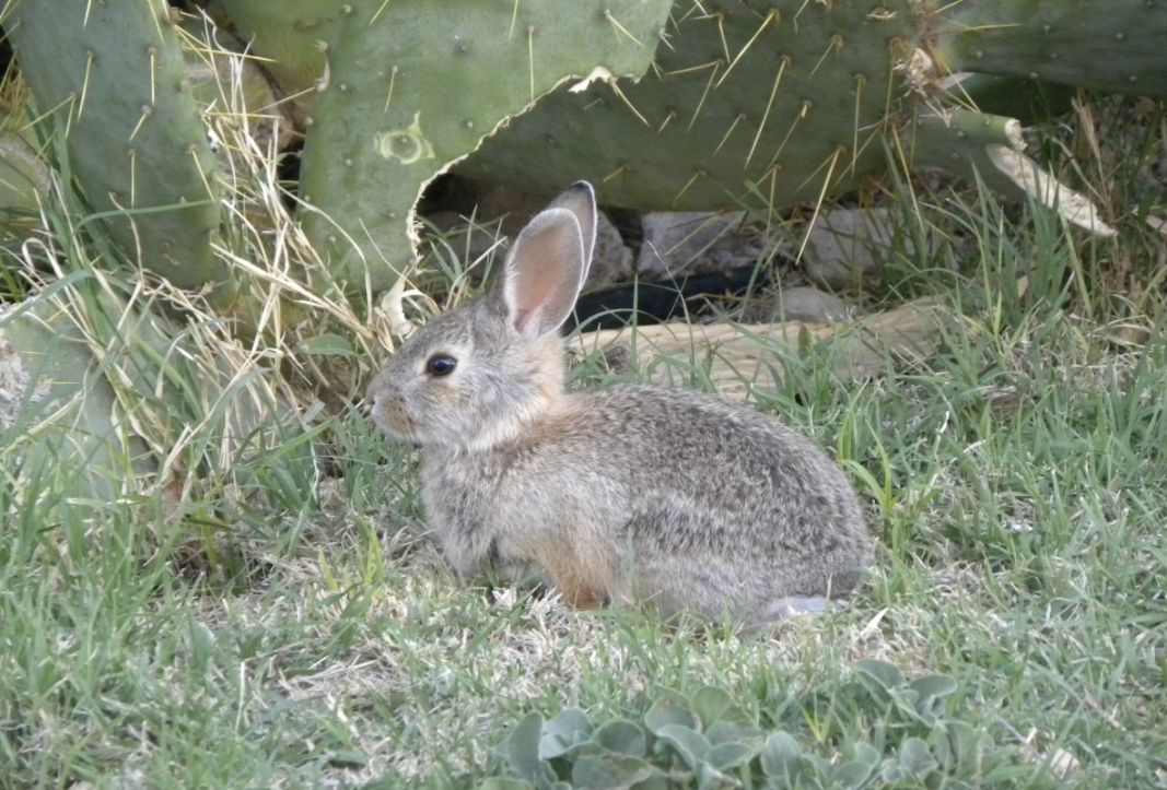 Our Great RV Escape Notes and tips about RV travel and lifestyle, trip