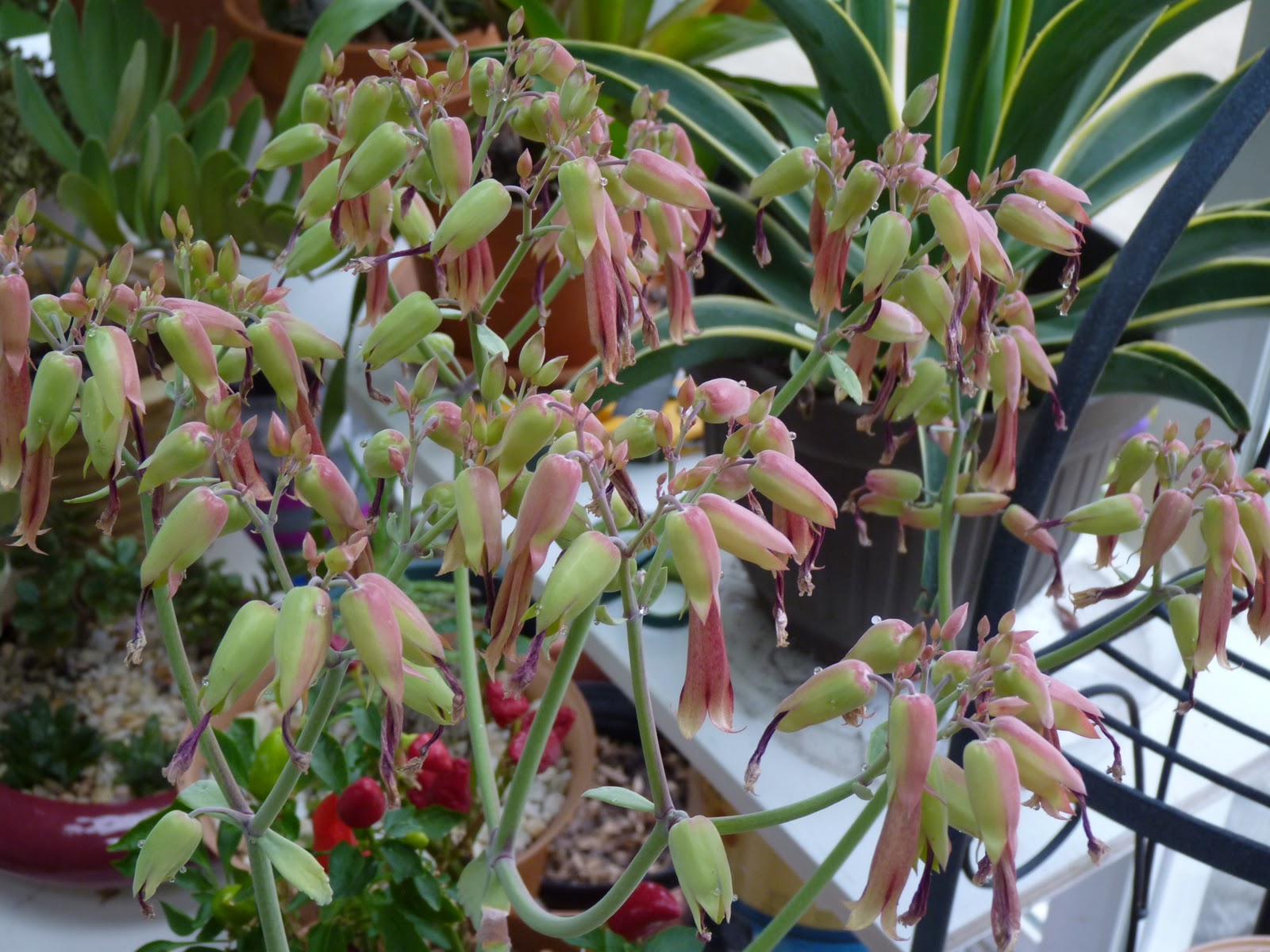 PASSIONS OF MY LIFE Chandelier Plant