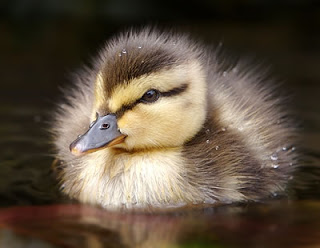 The animal kingdom: Vertebrate classification