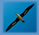 Laysan Albatross